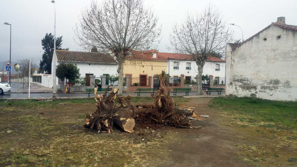 Critican el arrancamiento de varios �rboles