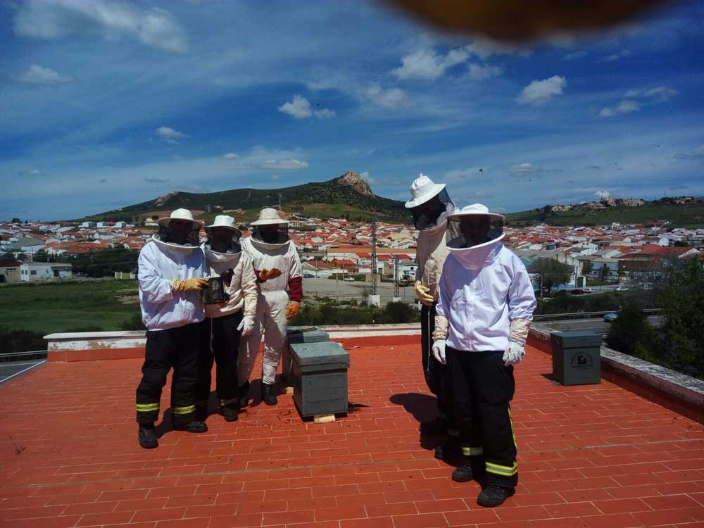 Protocolo de actuaci�n a seguir ante colmenas y enjambres