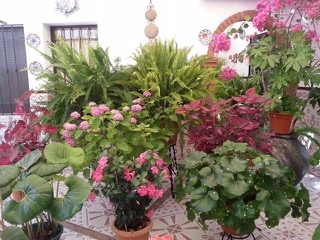 Accesid memores de 16 años