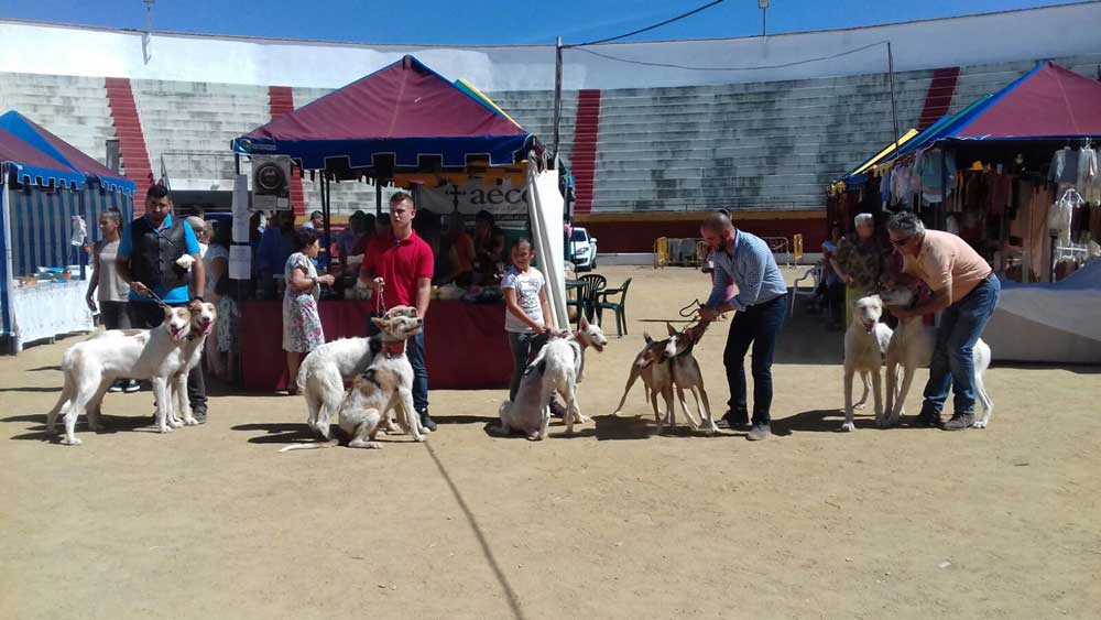 La feria cinegtica recibe  cerca de 4.000 visitas en su segunda edicin 