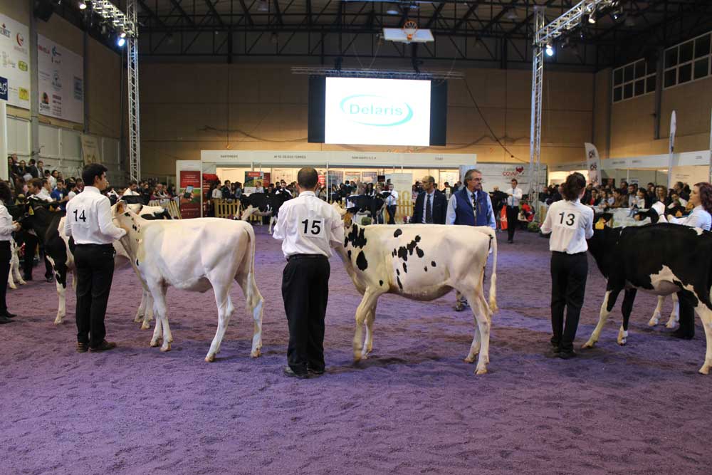 “Copada Fever 5” Gran Vaca Campeona en esta edición
