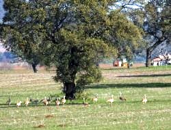Campo de voluntariado LIFE Esteparias 2.010