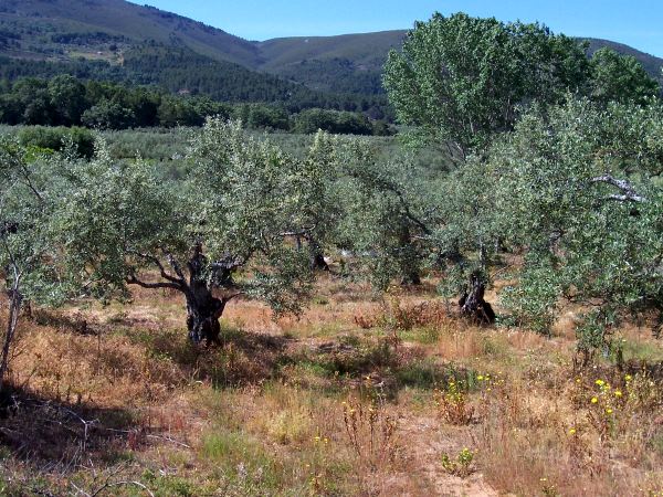 Nace Olivarera del Guadiato