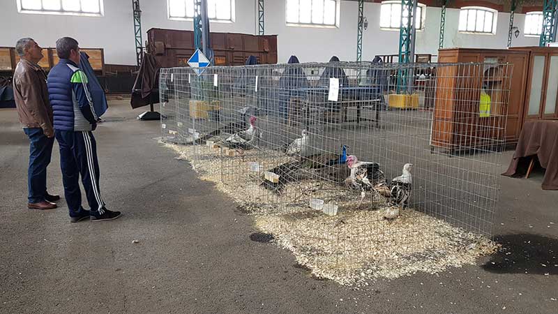 Finaliza la primera edici�n de la feria av�cola 