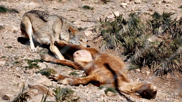 `Si se reintroduce el lobo, es indudable que habr� ataques`