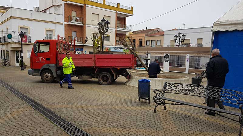 Colocan los nuevos �rboles de la Plaza Eulogio Paz