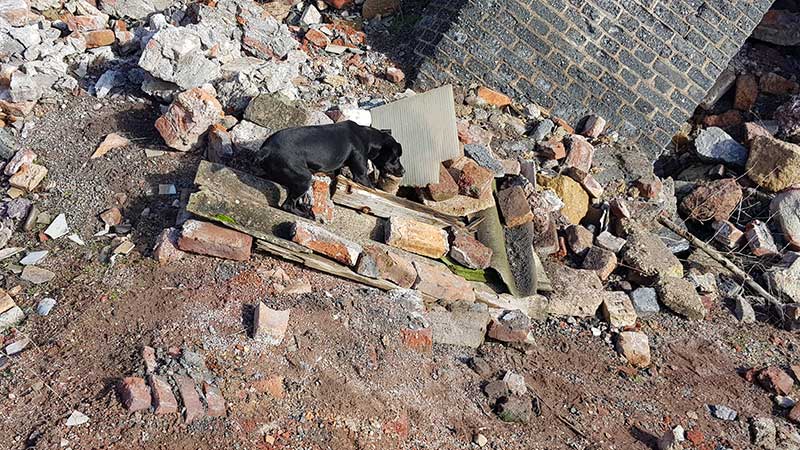 Unidades caninas de los bomberos de C�rdoba y C�diz