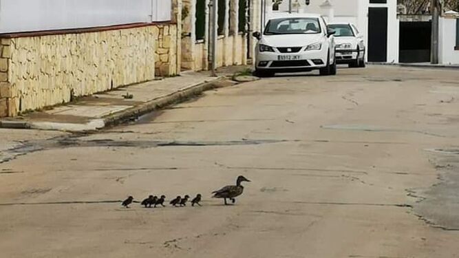 Los patos piden paso en Pe�arroya-Pueblonuevo