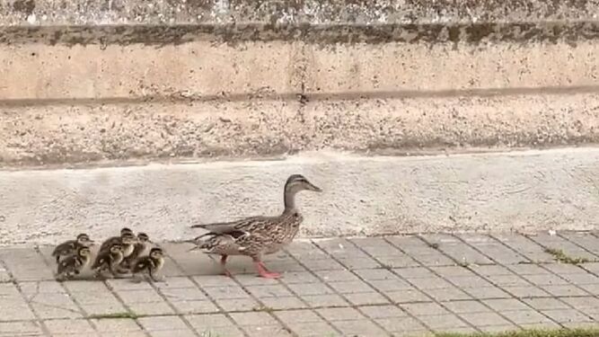 Los patos piden paso en Pe�arroya-Pueblonuevo