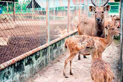 Gamos criados en granja para ser matados por cazadores