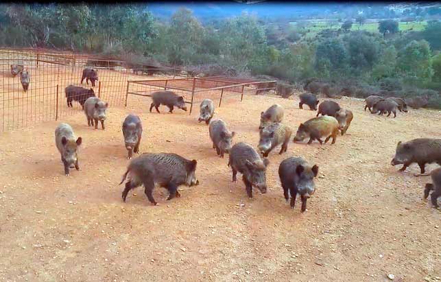 Captura de un vídeo publicado en YouTube de una granja cinegética que cría jabalíes para que los cazadores disparen sobre ellos