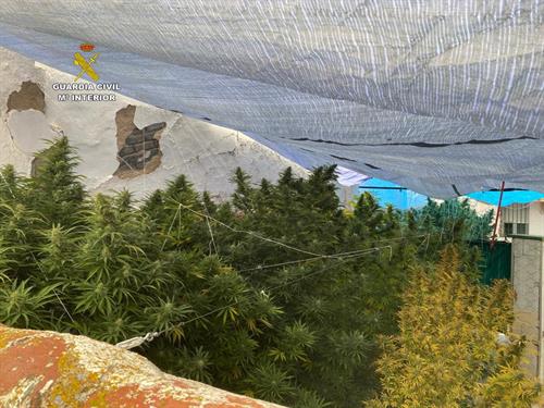 Plantaci�n de marihuana en Pe�arroya-Pueblonuevo