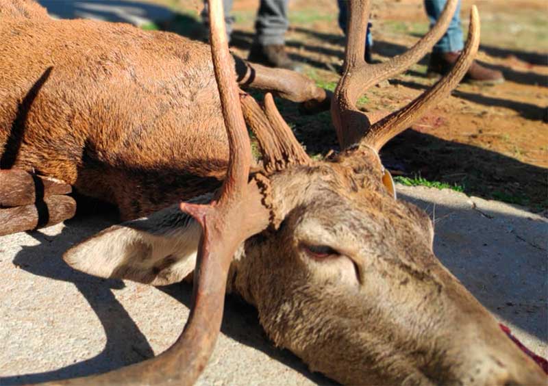 Cazan en una montera un venado con 3 rosetas