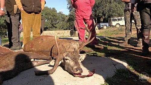 Cazan en una montería un venado con 3 rosetas