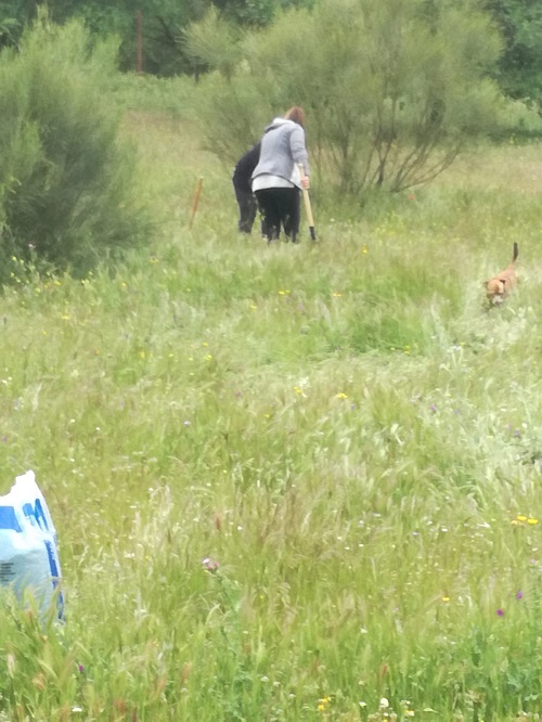 Repoblacin de rboles la Va Verde de la Maquilla