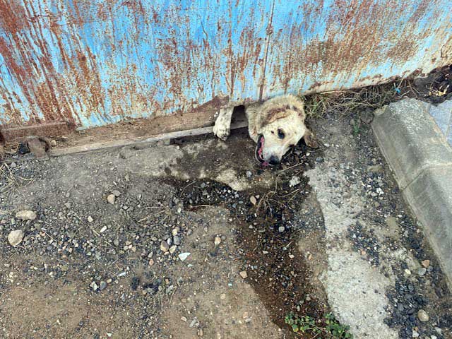 Rescatan a un perro atrapado