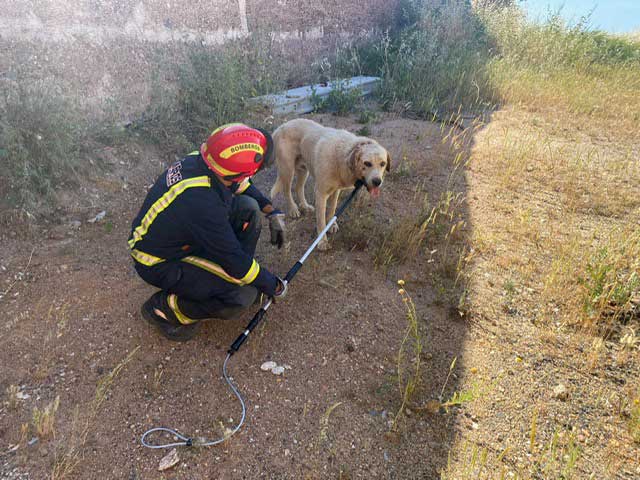 Rescatan a un perro atrapado