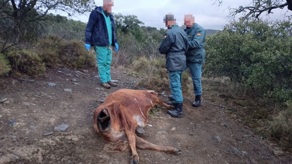 Matan a balazos a una vaca y su cra