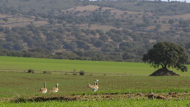 Jornadas sobre Aves Esteparias en la ZEPA Alto Guadiato