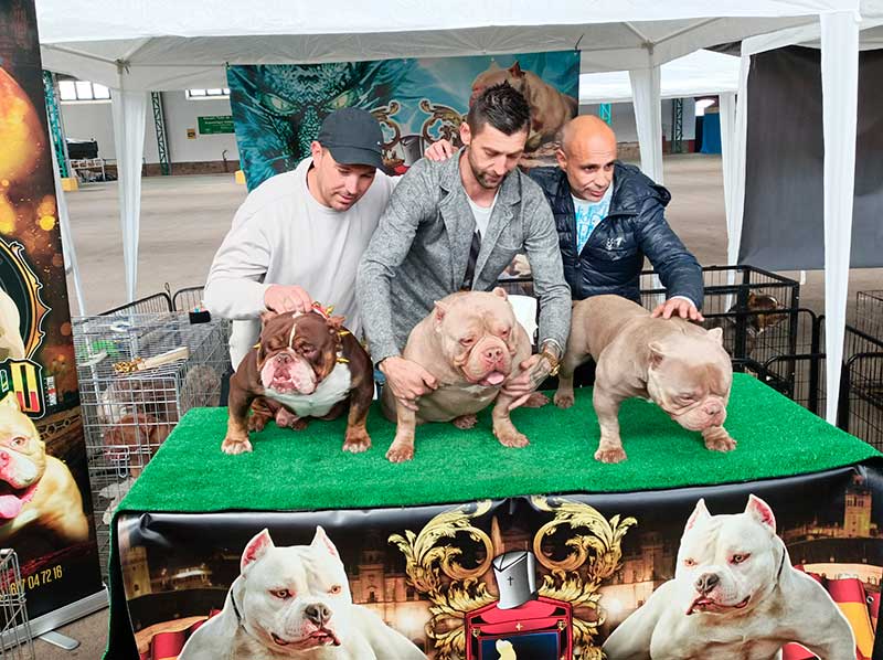 American Bully premiados