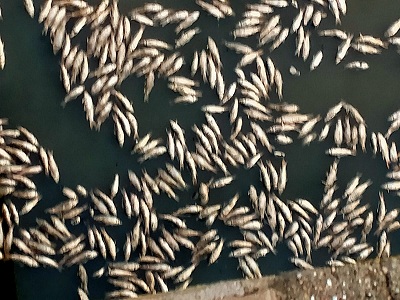  Sierra Boyera, muerte de cientos de peces