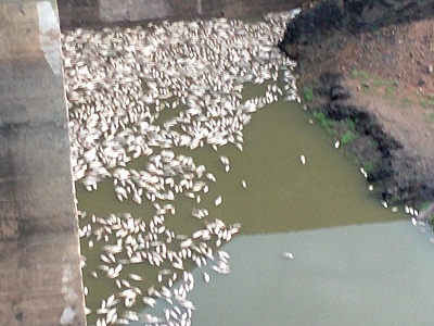 Sierra Boyera, muerte de cientos de peces