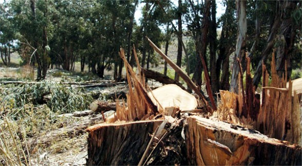Tala realizada en zona visible y sin nadie poder evitarla