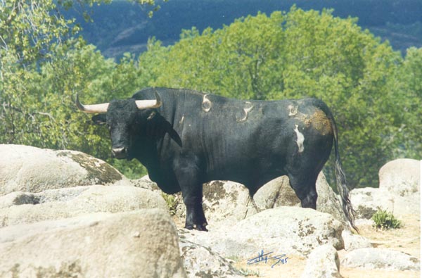 Fundaci�n Andaluza de Tauromaquia 