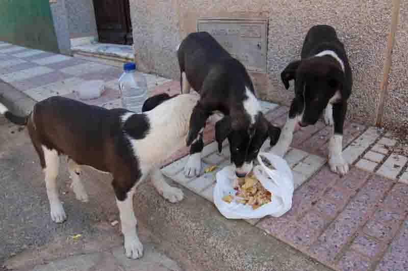 Tres cachorros abandonados