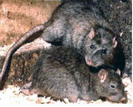 Los vecinos de la calle Barranco convivimos con las ratas