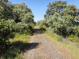 Se crea un empleo directo por cada kilmetro de va verde construida