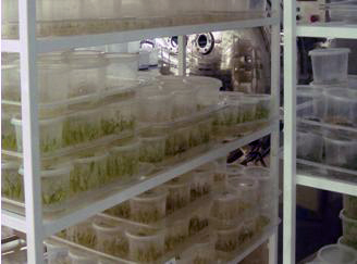 Laboratorios-Invernaderos