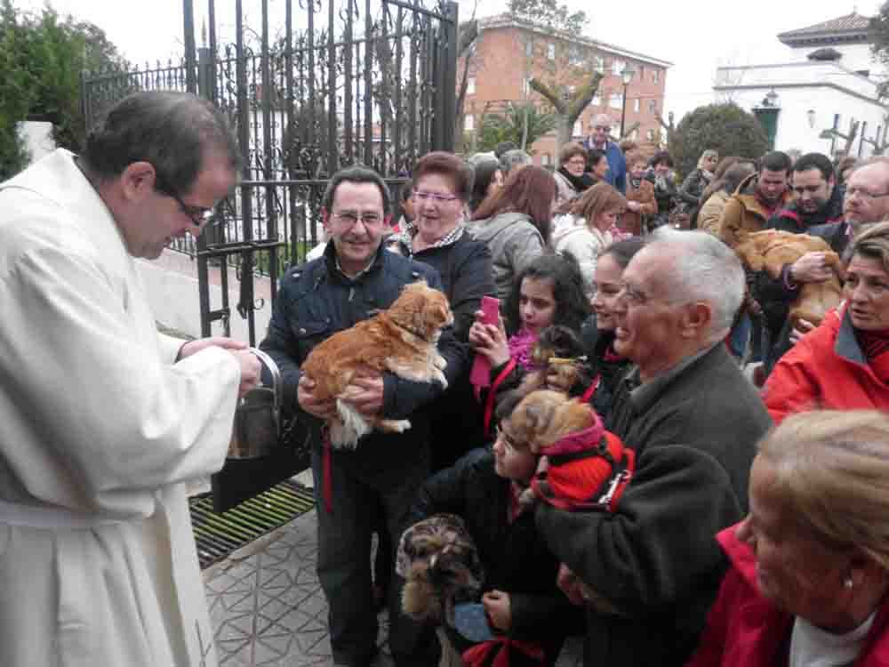 Bendición de animales en Fuente Obejuna