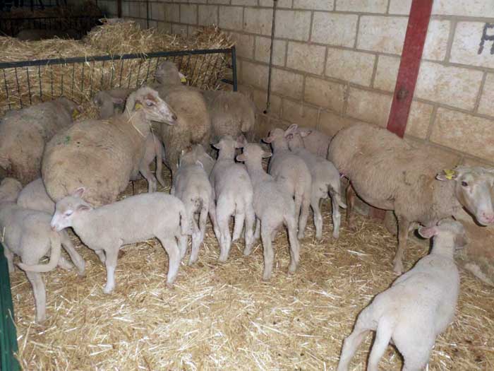 Exhibición de cortadores de jamón