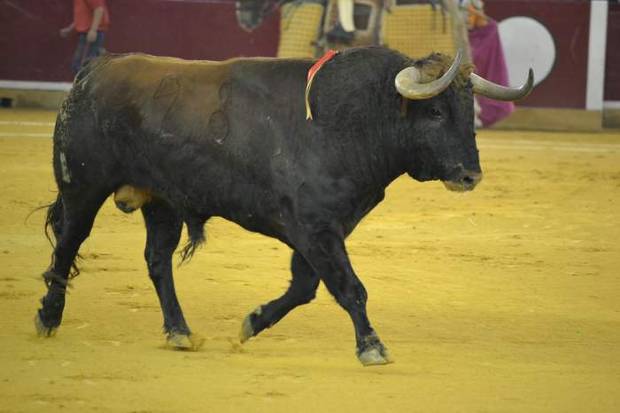 Toros el ao del centenario