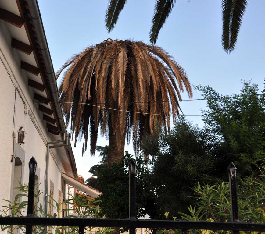 Primera palmera infestada en Pe�arroya-Pueblonuevo